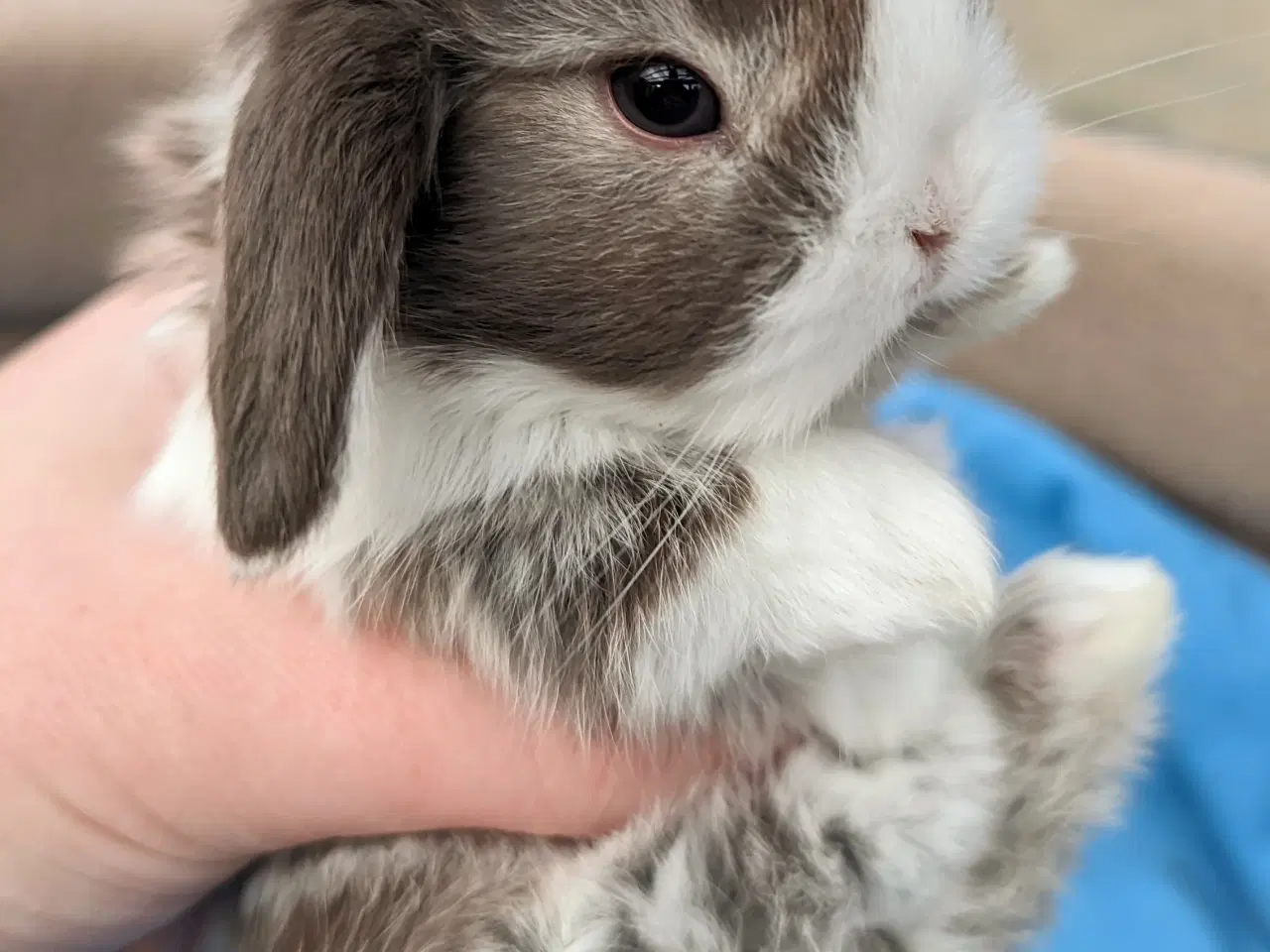 Billede 2 - Minilop kaninunge sælges