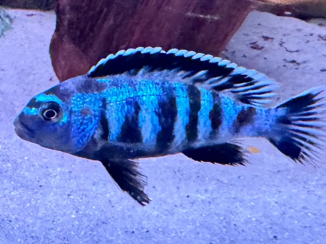 Billede 4 - Har en lille flok f2 super flotte salousi malawi 