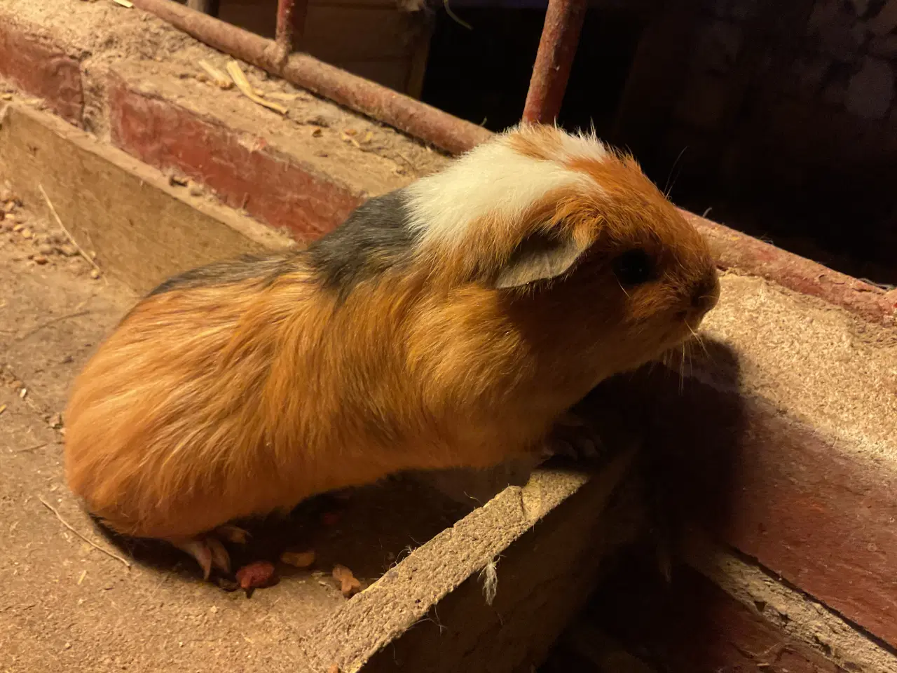 Billede 1 - Fine marsvineunger 10 uger gamle