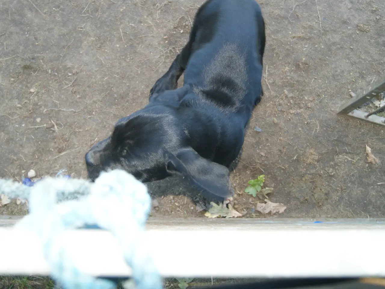 Billede 17 - 3 livlige og friske Cane Corso/ Rottweiler Hvalpe.