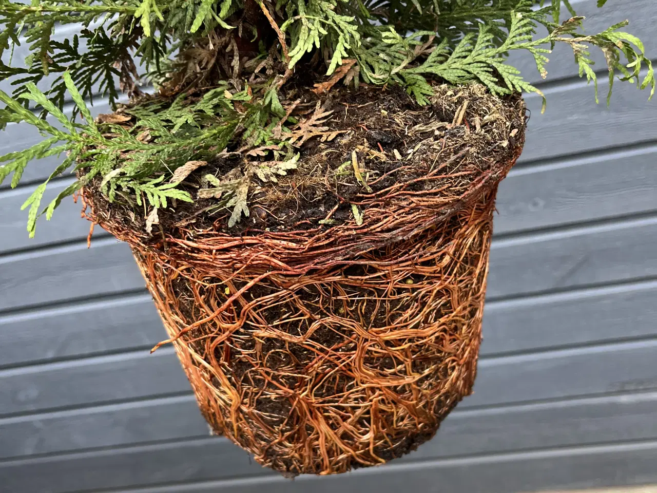 Billede 4 - Pottegroet Thuja Brabant 120-130cm