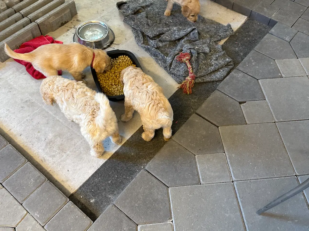 Billede 6 - Goldendoodle