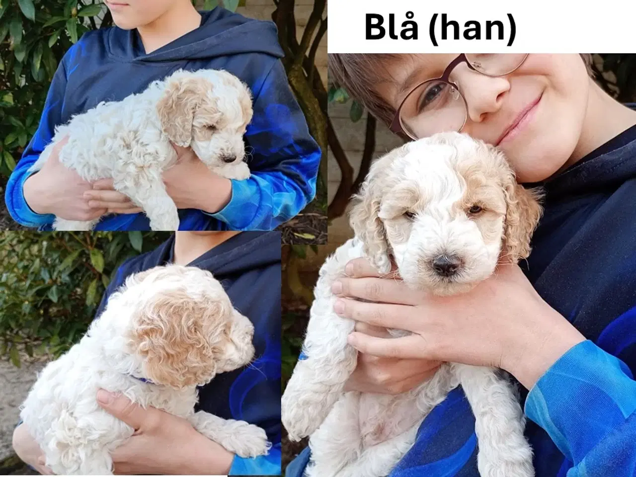 Billede 4 - Springerdoodle hvalpe