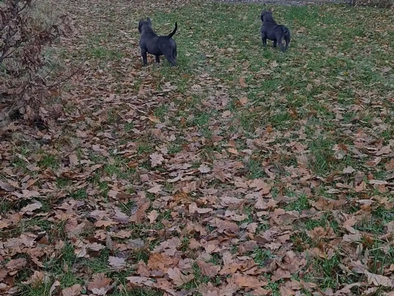 Billede 2 - American Bully Pocket ABKC