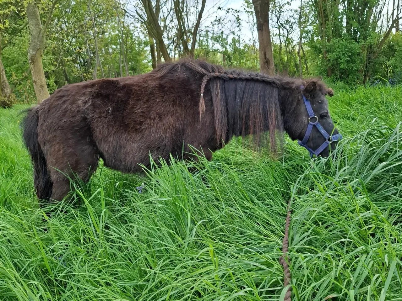 Billede 3 - Miniature shetlænder 