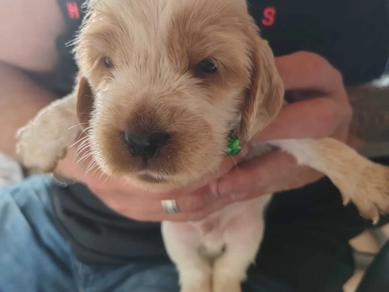 Billede 9 - Cocker Spaniel 