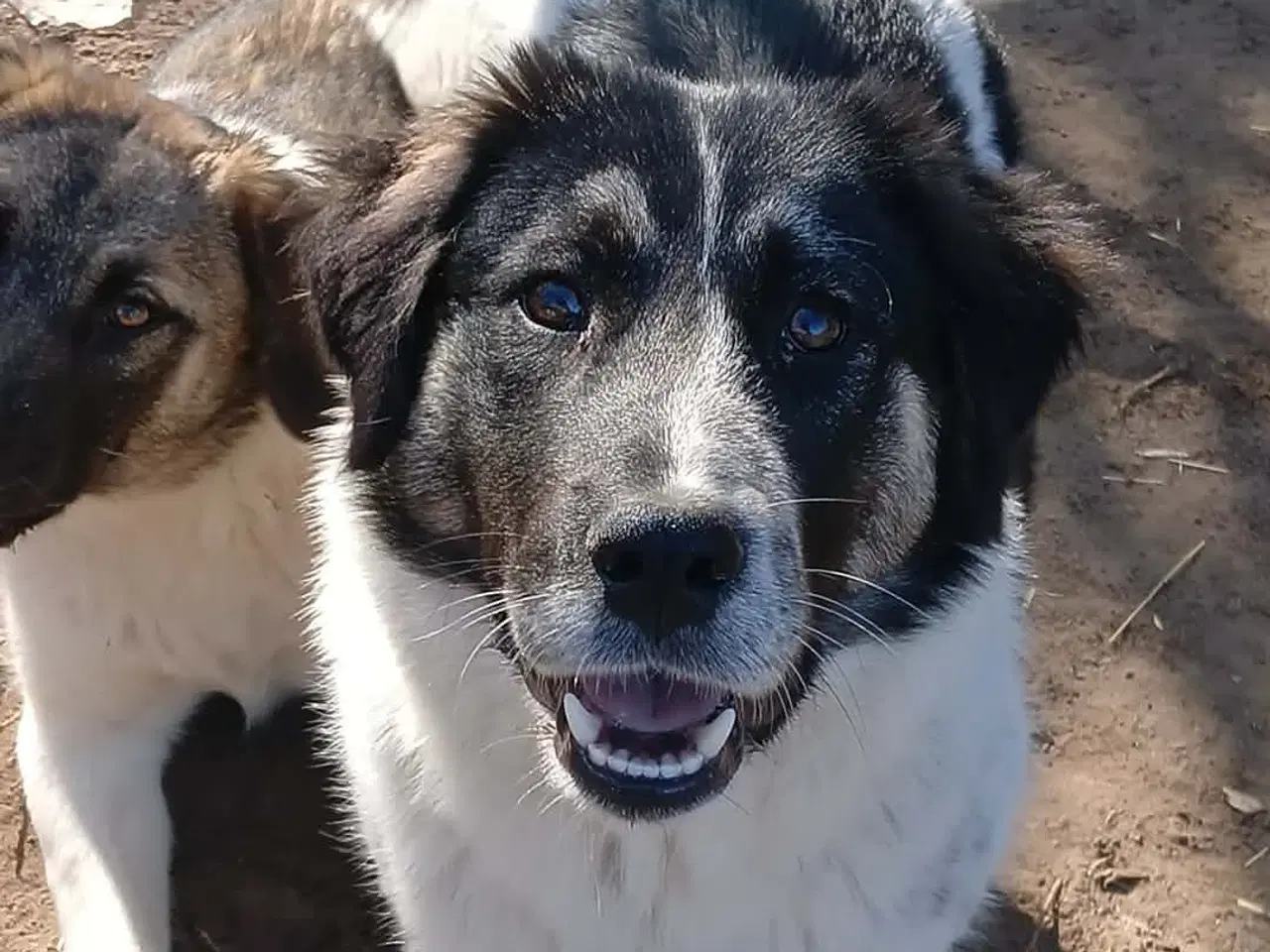 Billede 6 - Sødeste Lumos 🩷