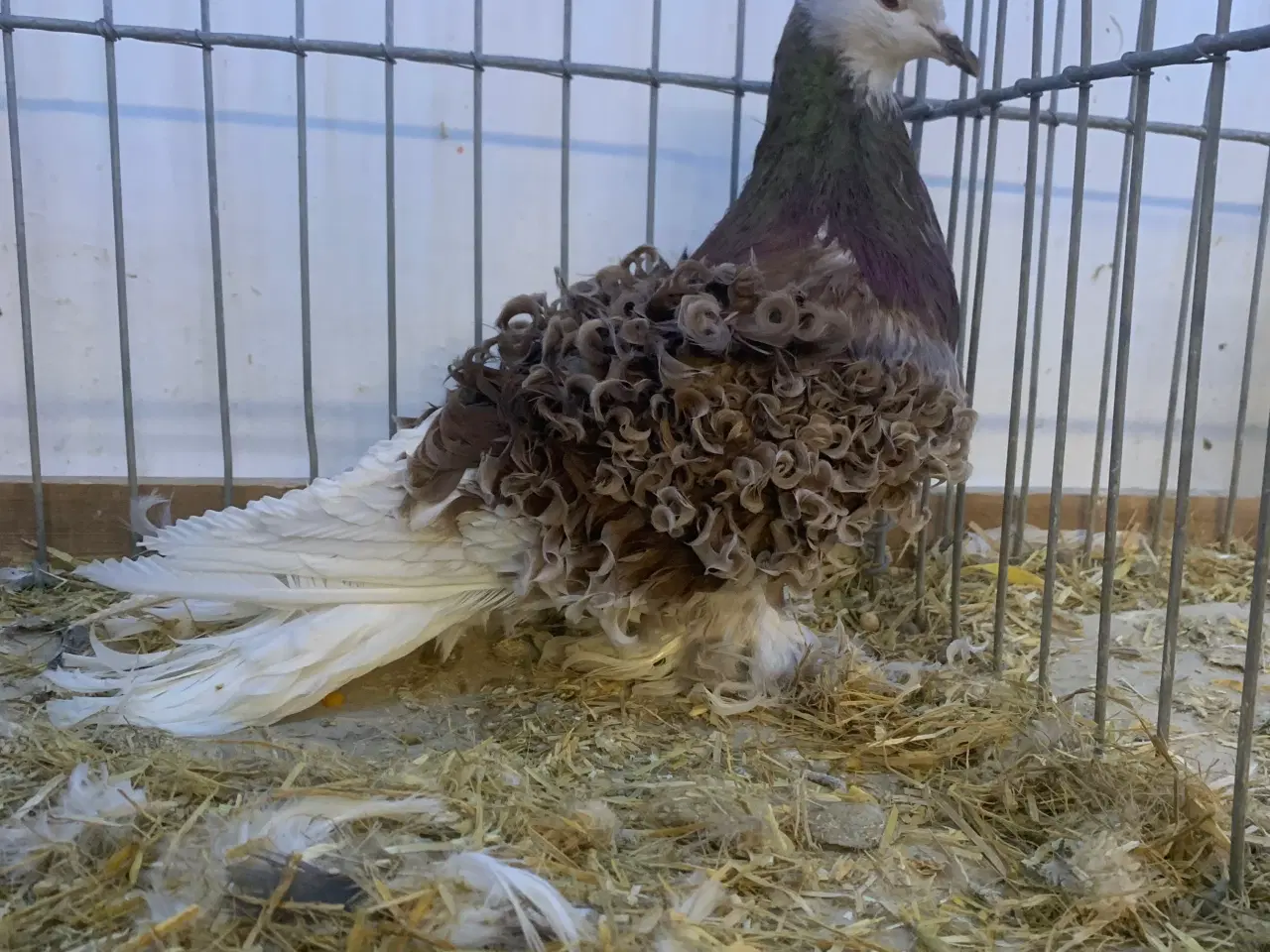 Billede 1 - Rødskimlet