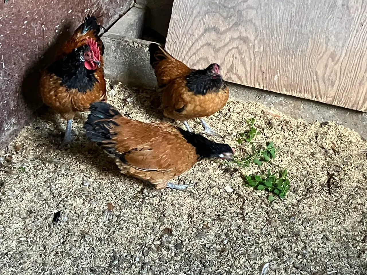 Billede 1 - Vorwerk dværghøns