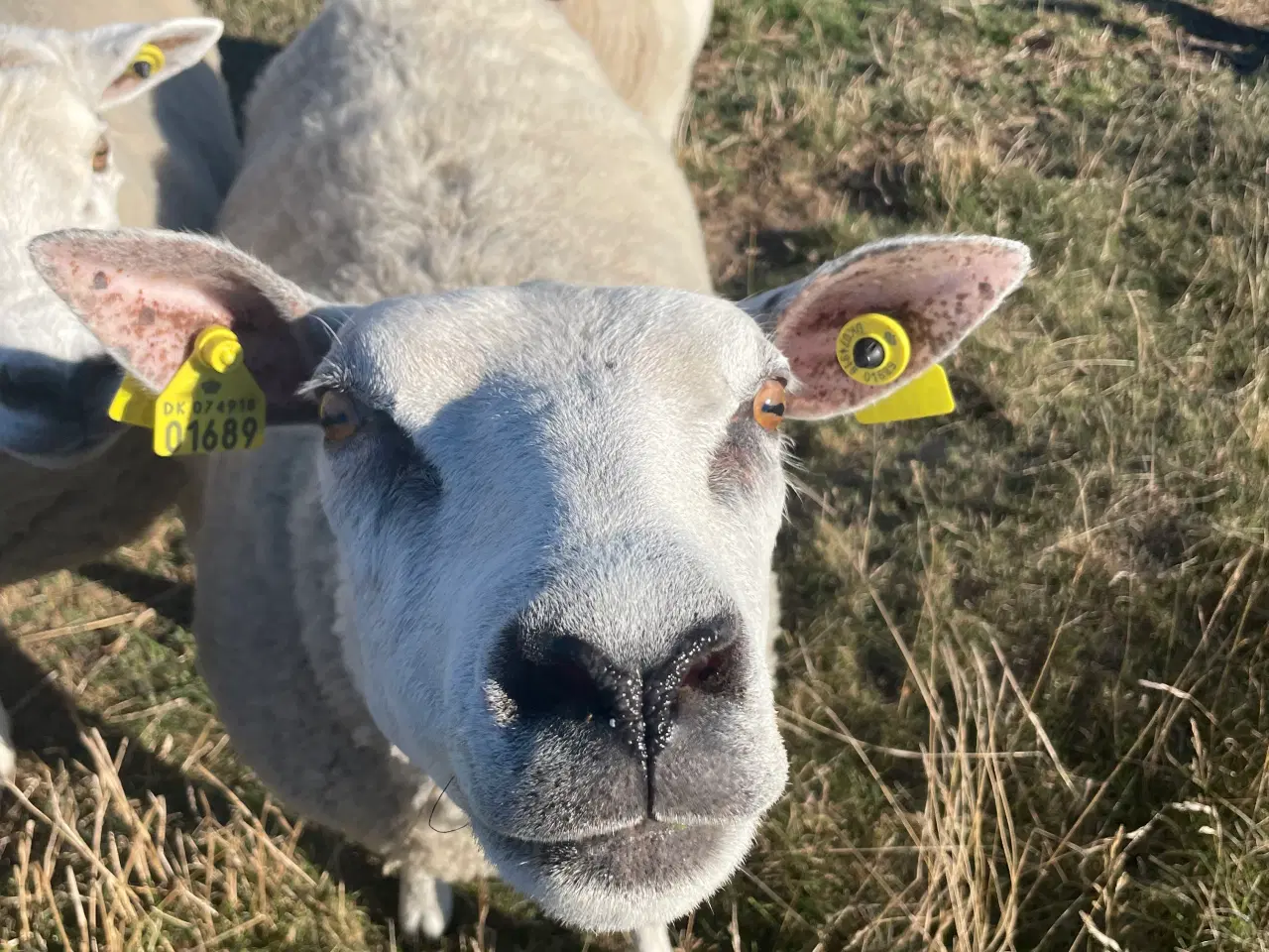 Billede 3 - Texel får og vædder