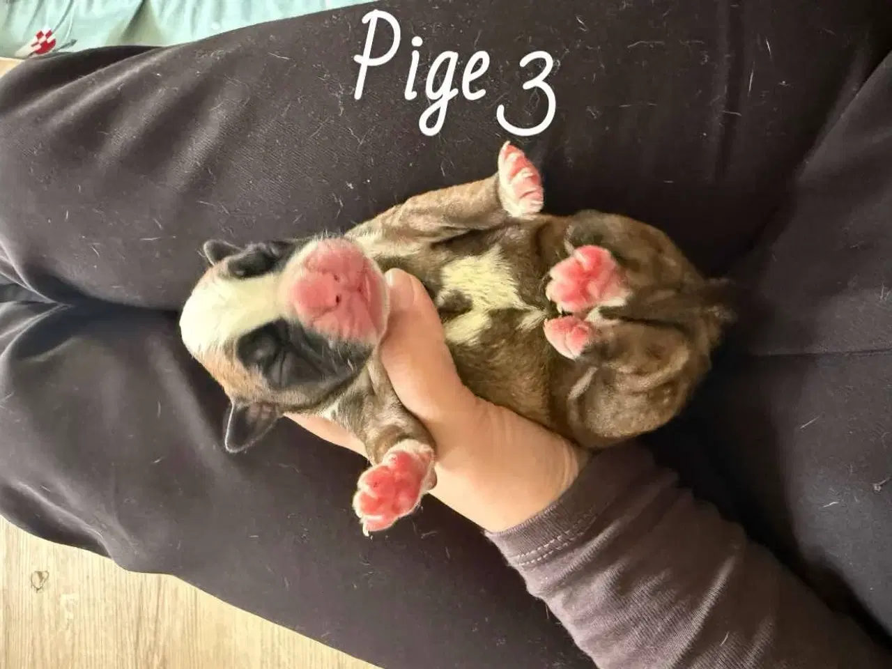 Billede 7 - Boxer hvalpe 