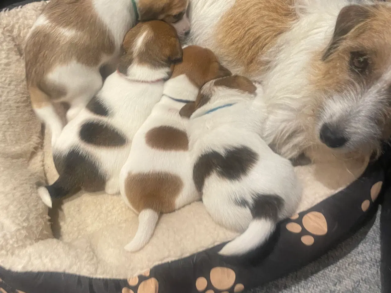 Billede 1 - Jack Russell Terrier hvalpe