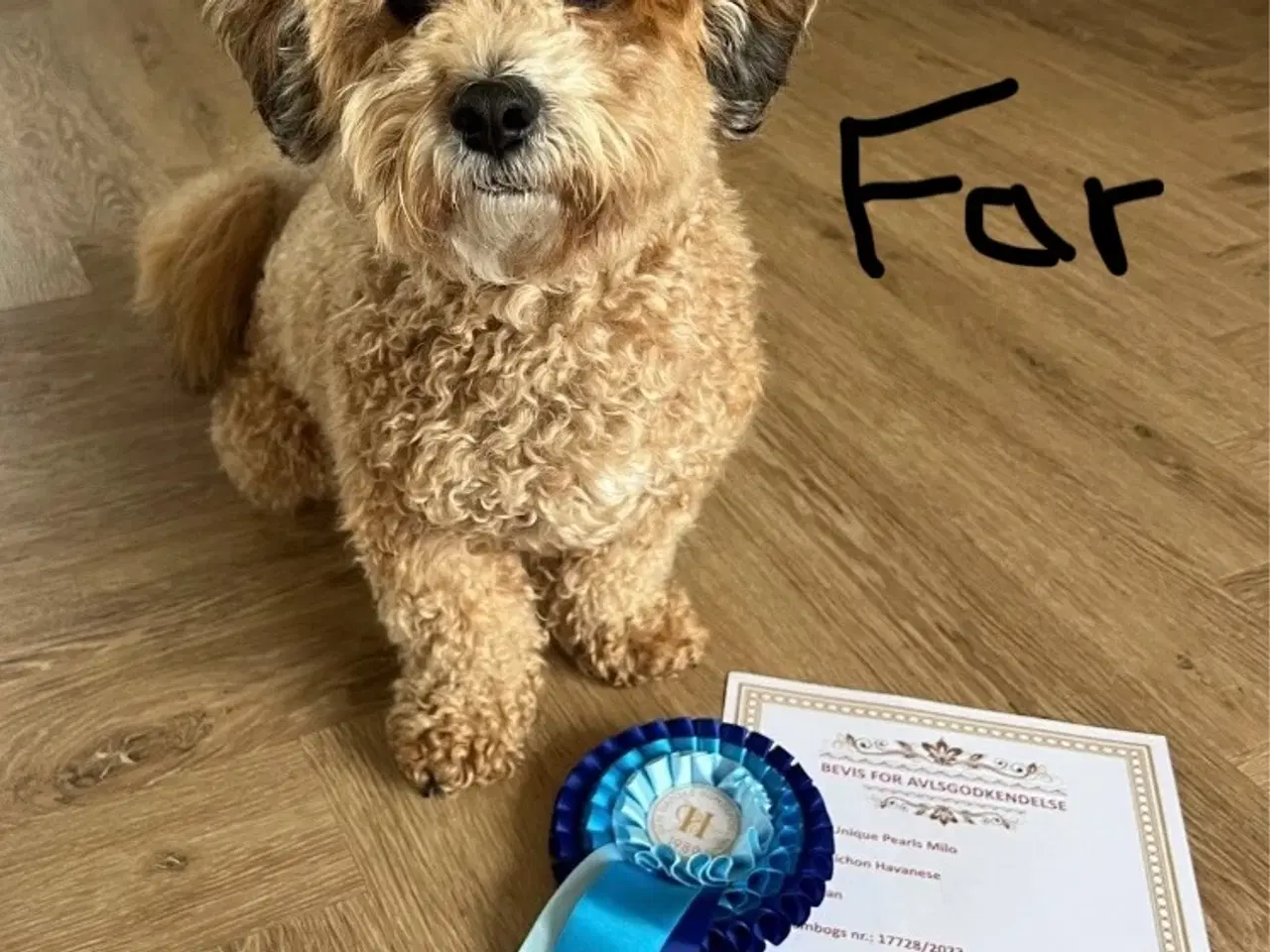Billede 6 - Dejlige havapoo søger kærligt hjem
