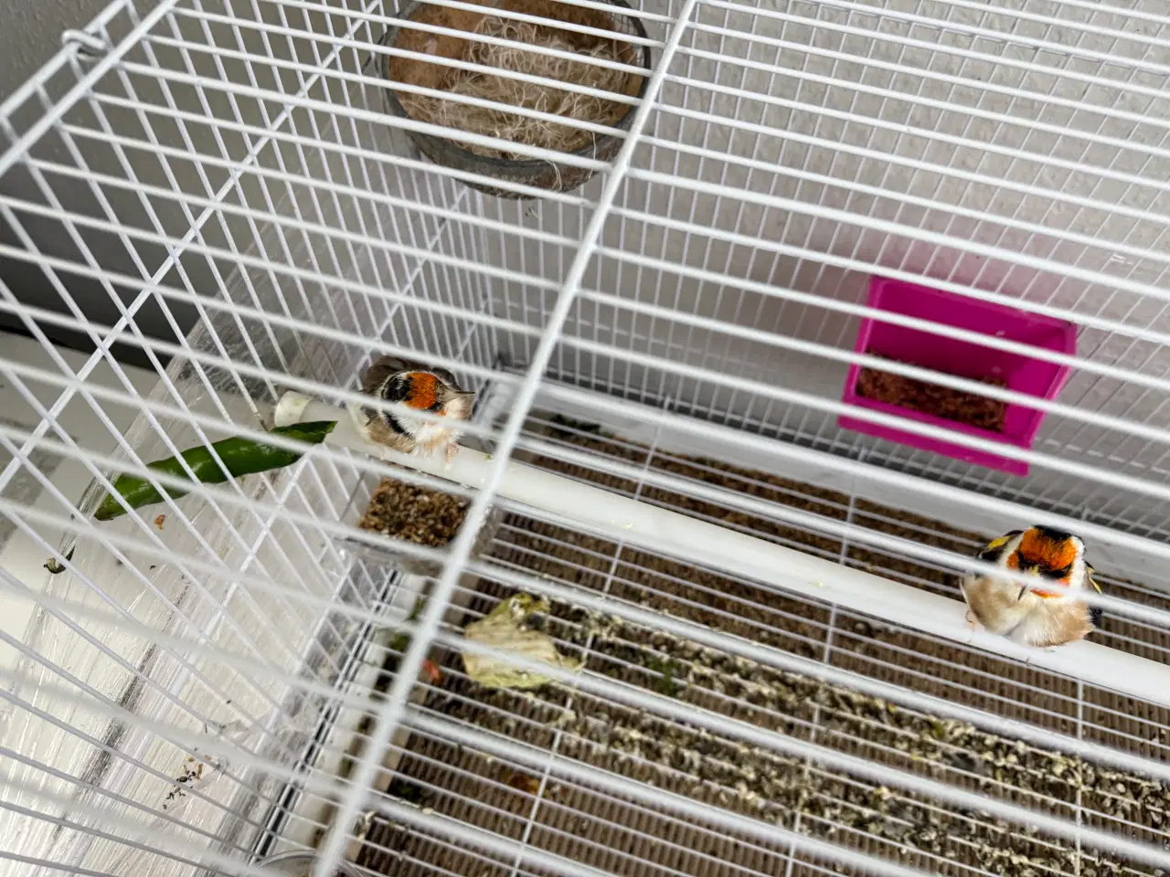 Billede 1 - Stillits