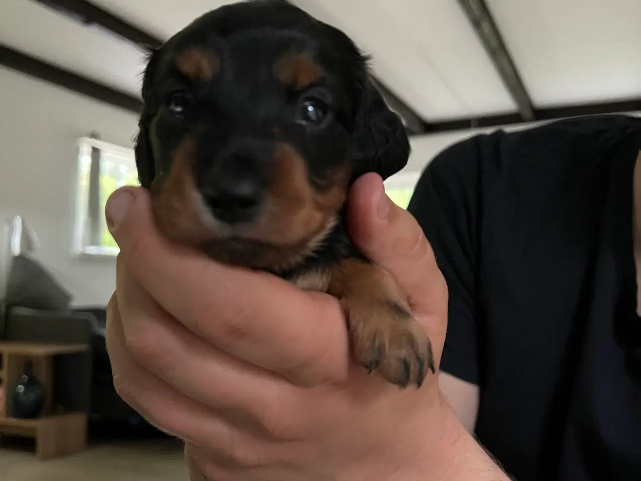Billede 2 - Gravhunde hvalpe 