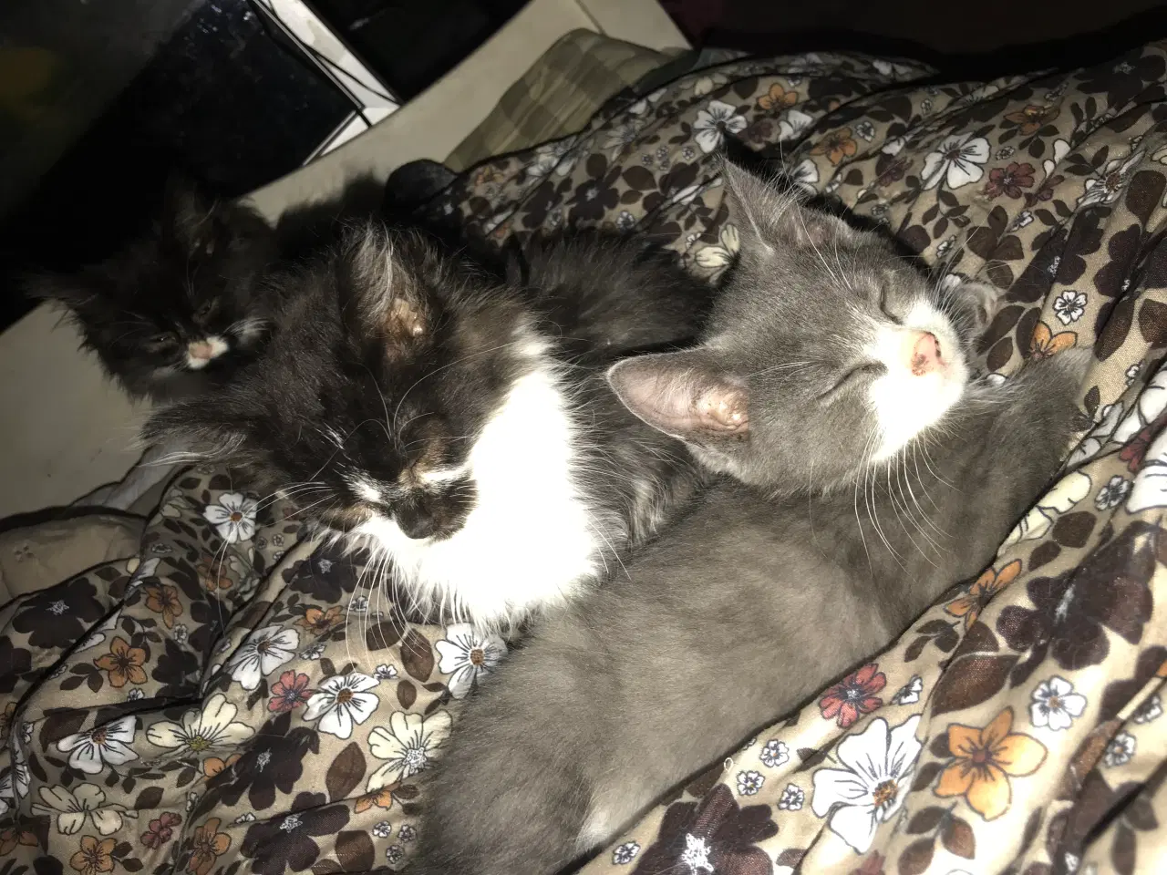 Billede 7 - Killinger smukke