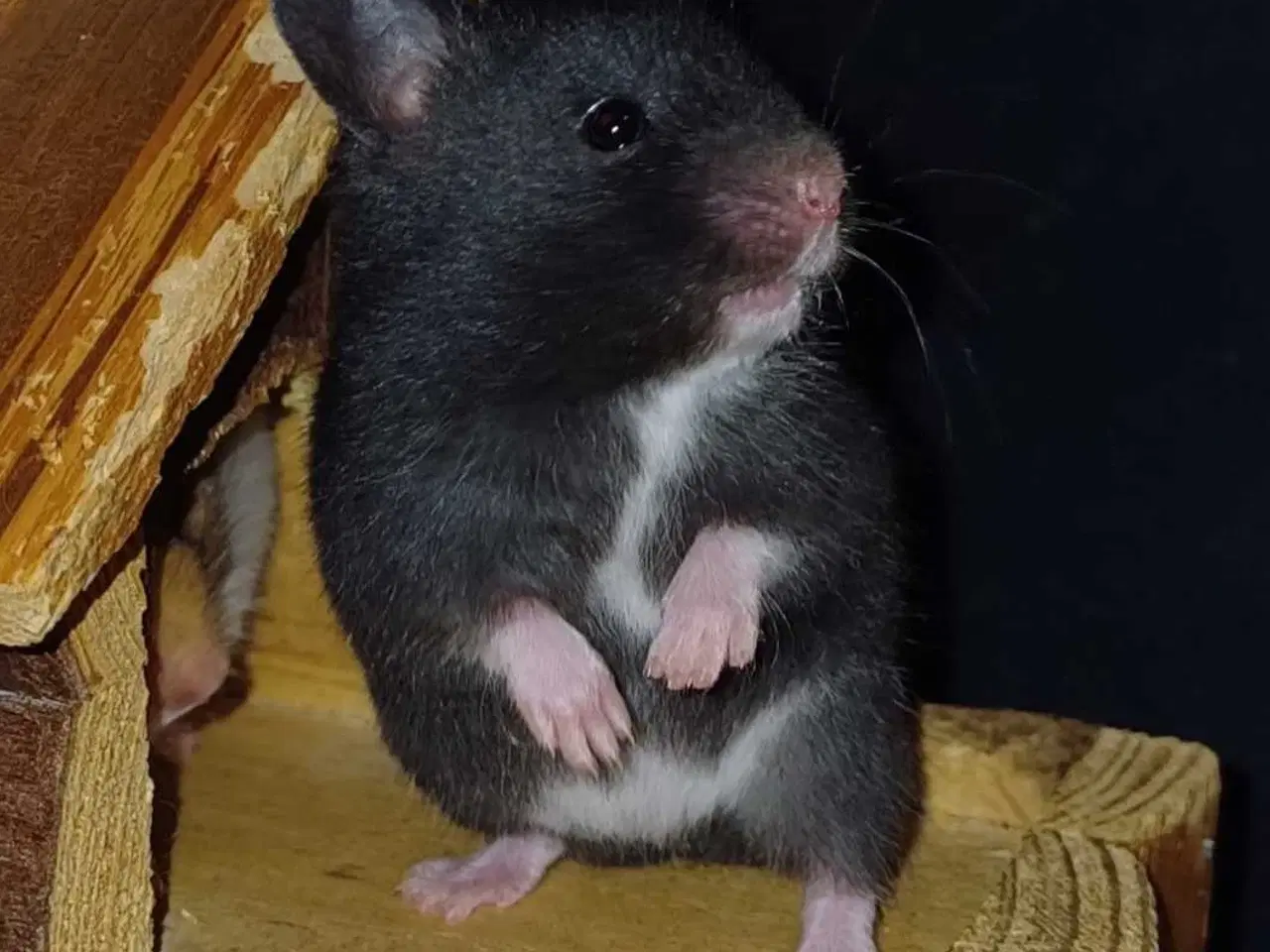 Billede 2 - Guldhamster unger