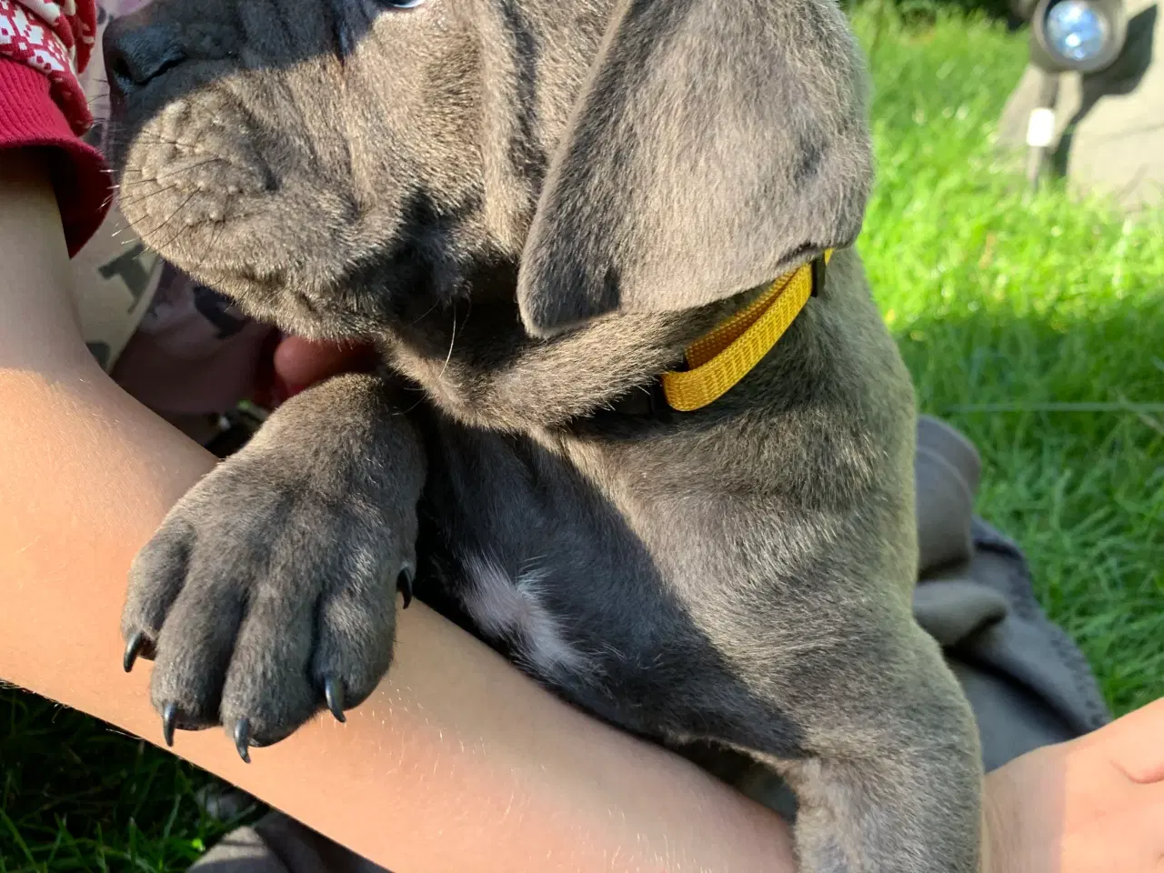 Billede 6 - Cane Corso Italiano hvalpe