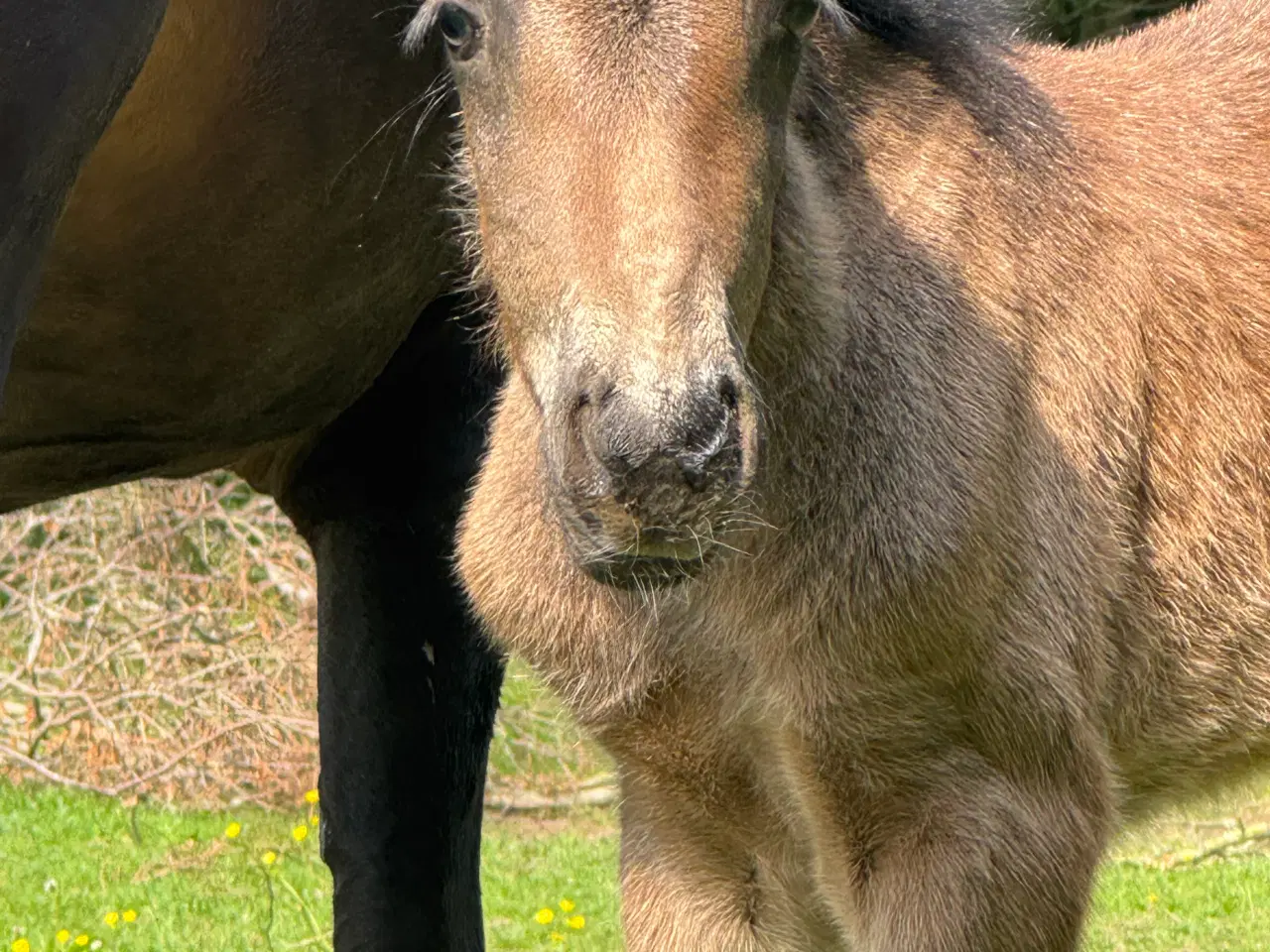 Billede 5 - Fantastisk smuk hingst med afdrag muligt 