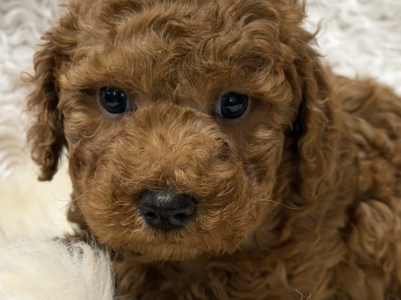 Billede 3 - Skønne Doodldoodle hvalpe 