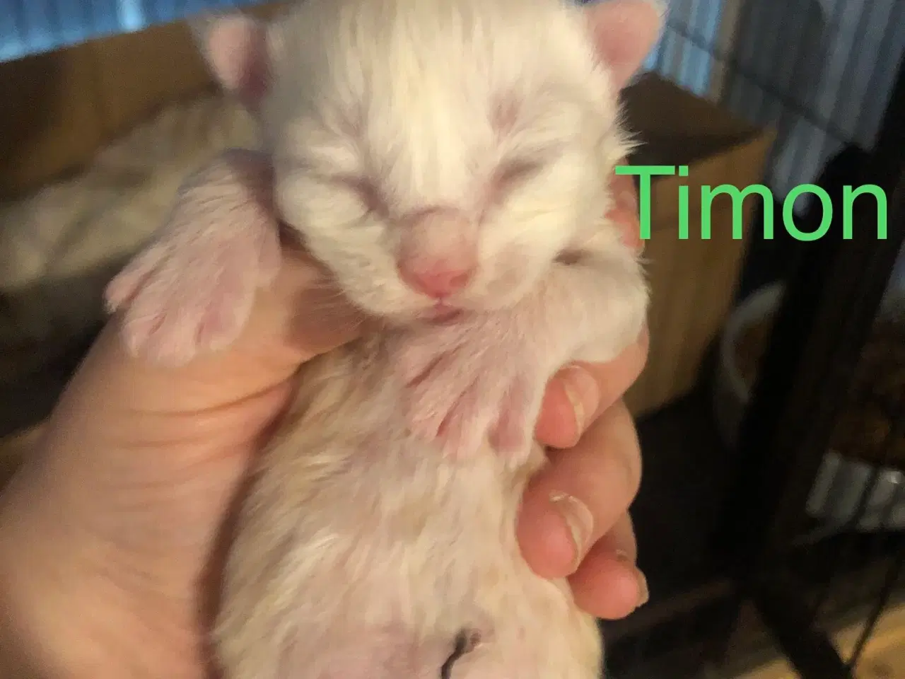 Billede 1 - Maine coon killinger unden travle 