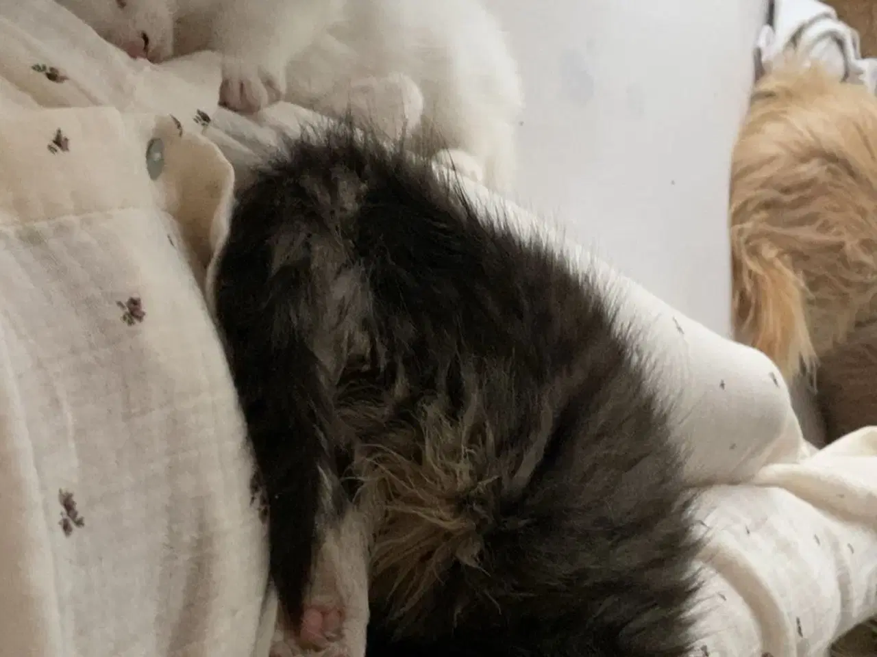 Billede 3 - Kærlig og legesyg hvid hankilling søger trygt hjem