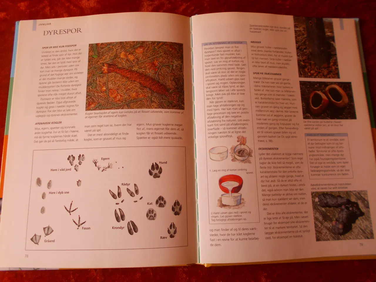 Billede 2 - Familien i naturen, Thomas Bille, m.fl.