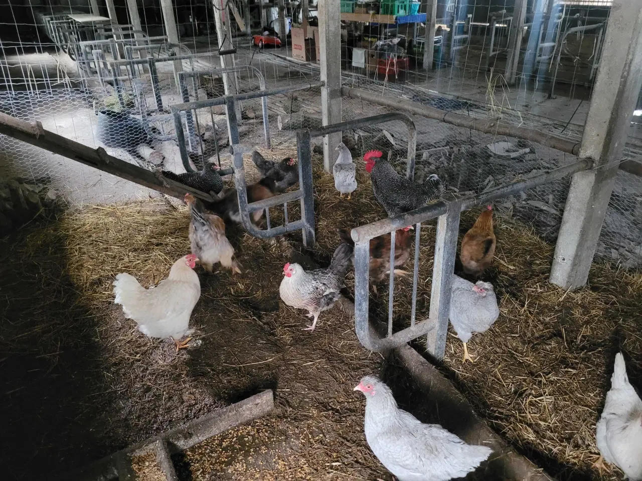 Billede 6 - 13 høns i fuld æglægning plus 8 høne kyllinger