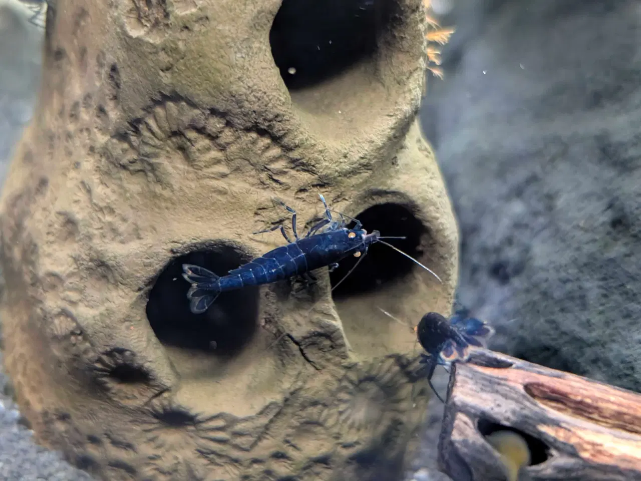 Billede 8 - Caridina Royal Blue Tiger OE reje 