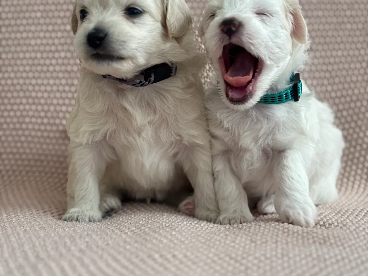 Billede 5 - Maltipoo Pomchi blanding