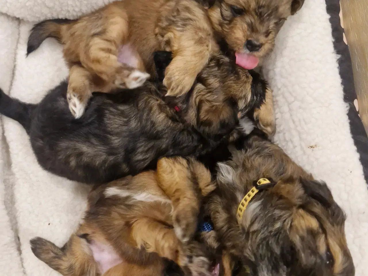 Billede 5 - Bichon havanais blandingshvalpe