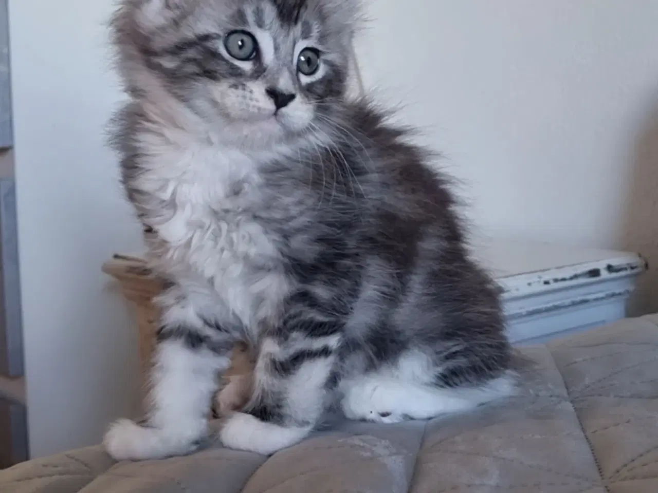 Billede 5 - Maine Coon med stamtavle 