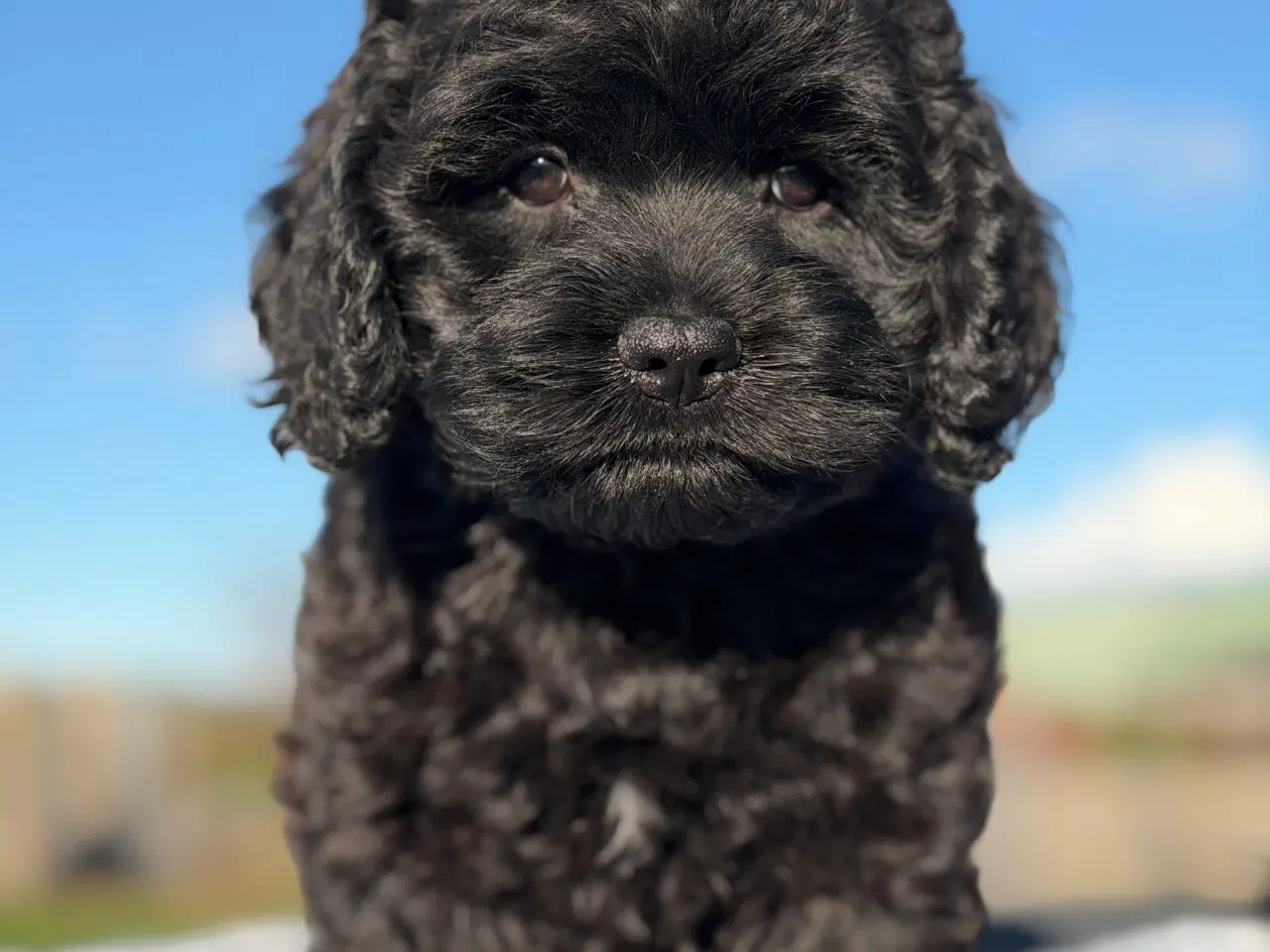 Billede 5 - Amerikanske Cockapoo Piger