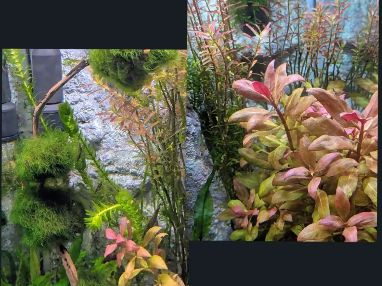 Billede 15 - Juwel akvarie 125L