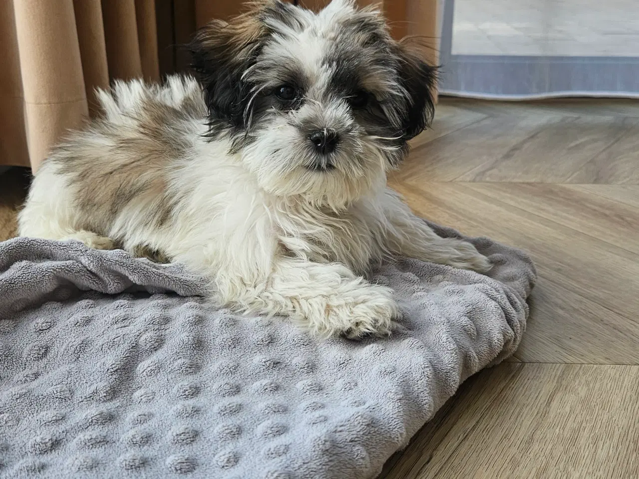 Billede 6 - Shih tzu/ Malteser hvalpe