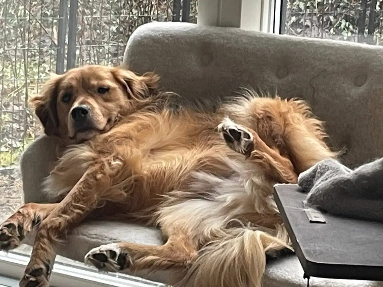 Billede 8 - Frodo søger familie! 🩵