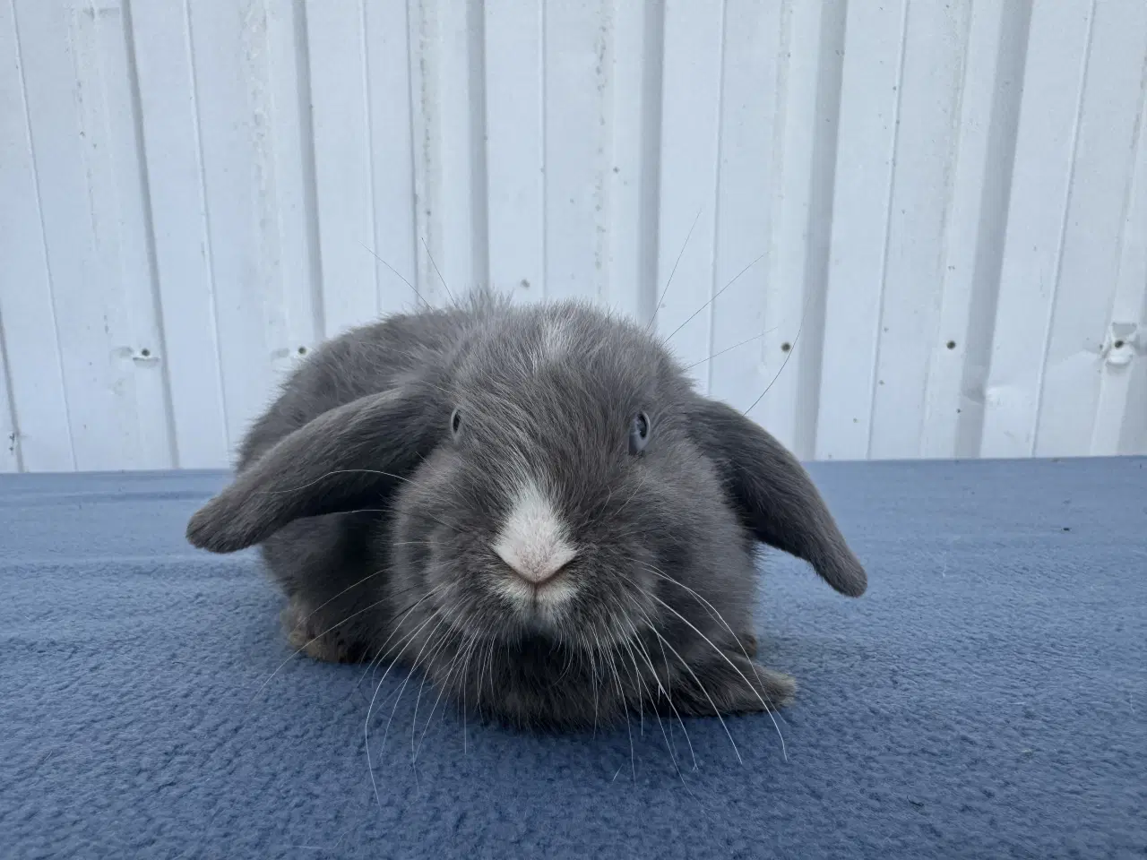 Billede 4 - Dværgvædder hunkanin