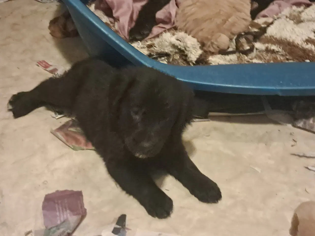 Billede 10 - De sødeste skønneste blandingshvalpe