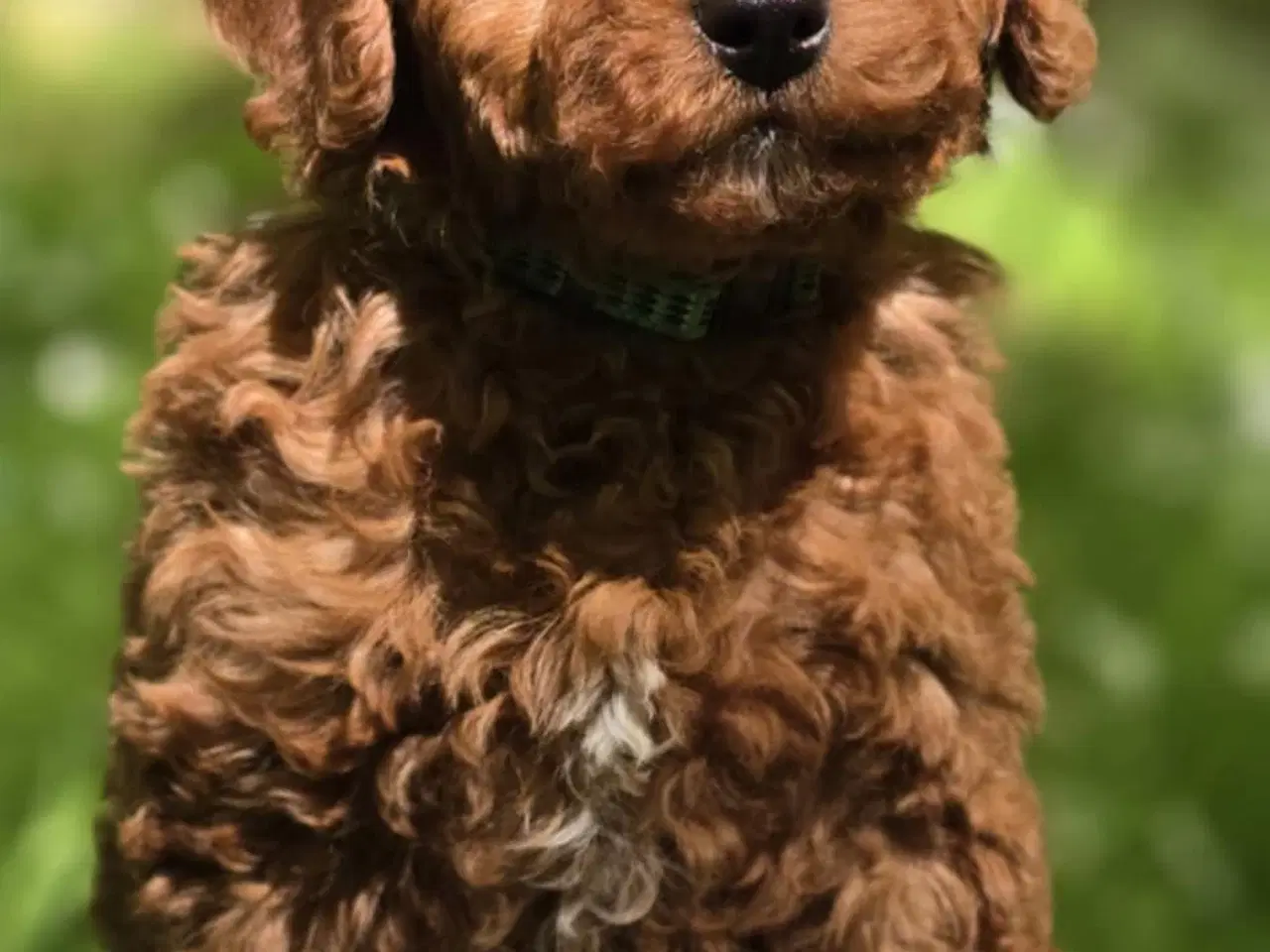 Billede 6 - Cavapoo F1B