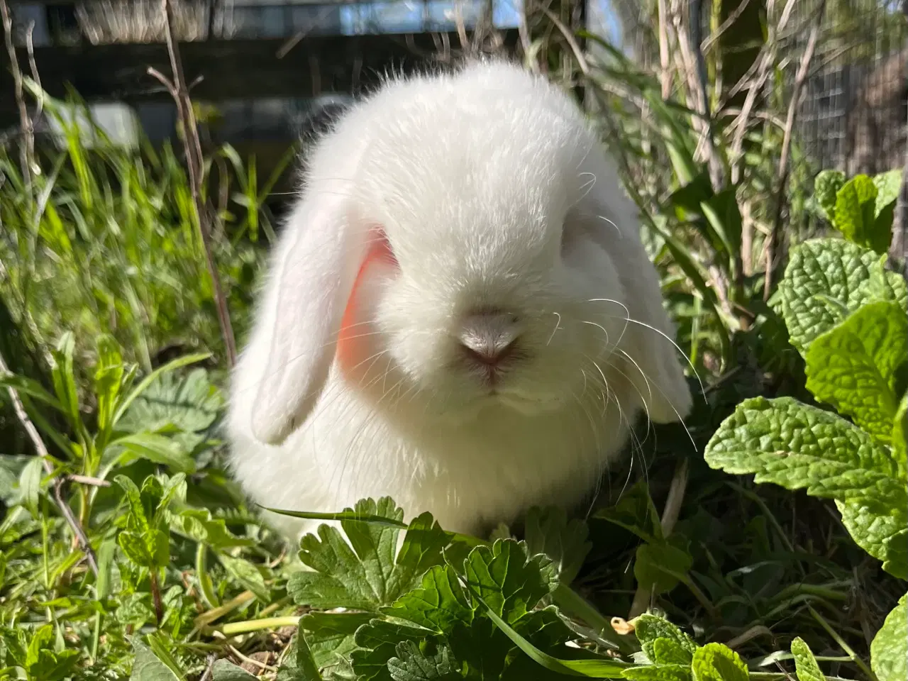 Billede 2 - Minilop han 