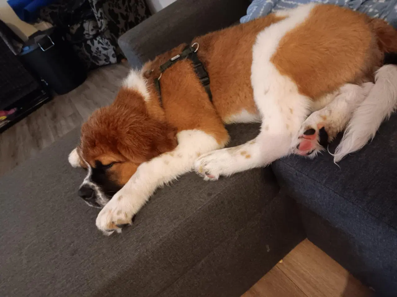 Billede 3 - Hunde hvalp
