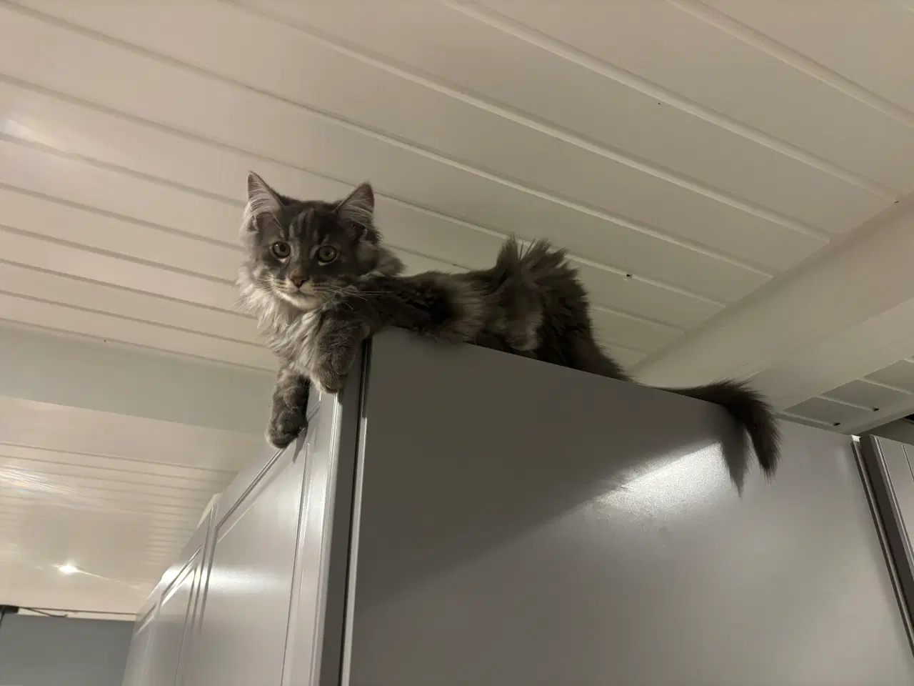 Billede 11 - Frida og Findus søger nyt hjem