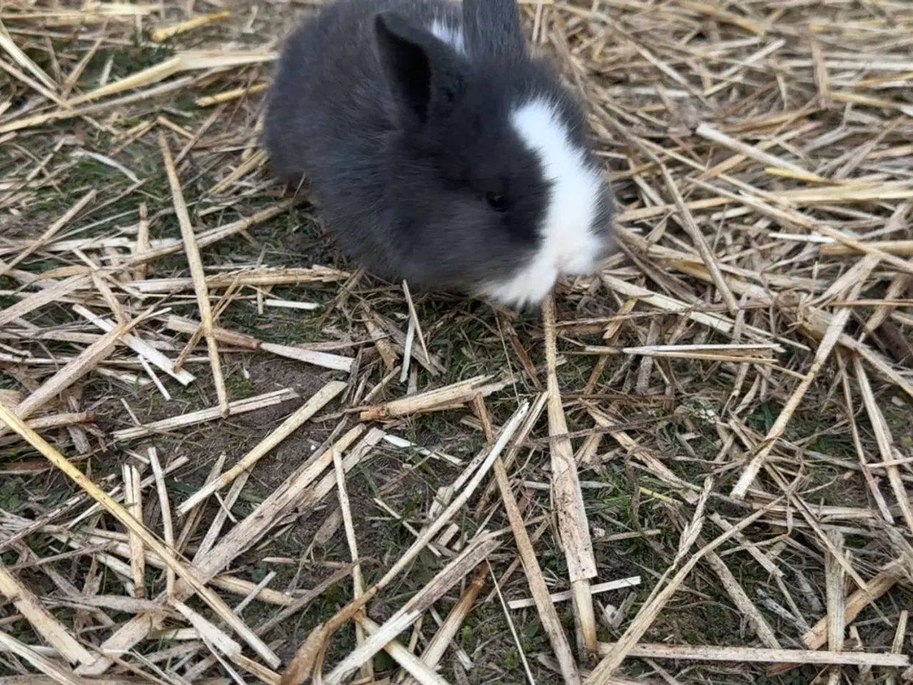 Billede 4 - Løvehoved kaniner 