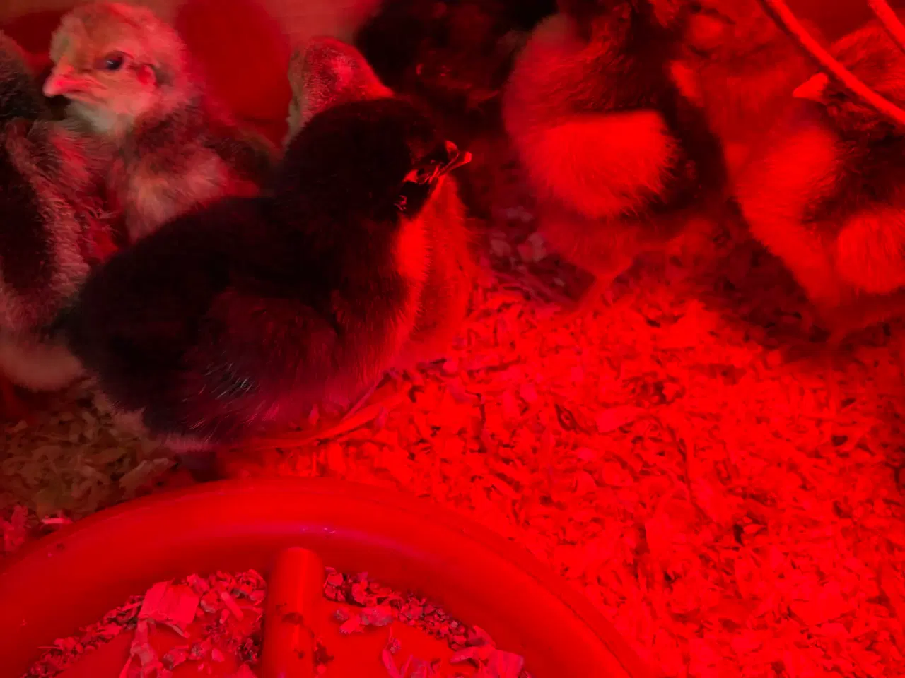 Billede 2 - Daggamle kyllinger