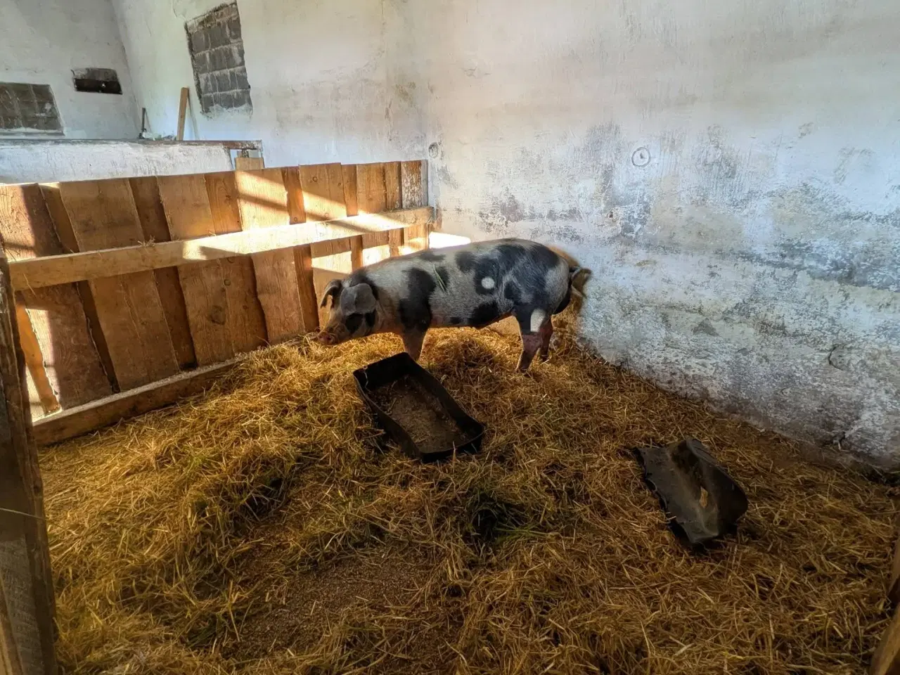 Billede 1 - Kryds duroc / DLSB orne gris