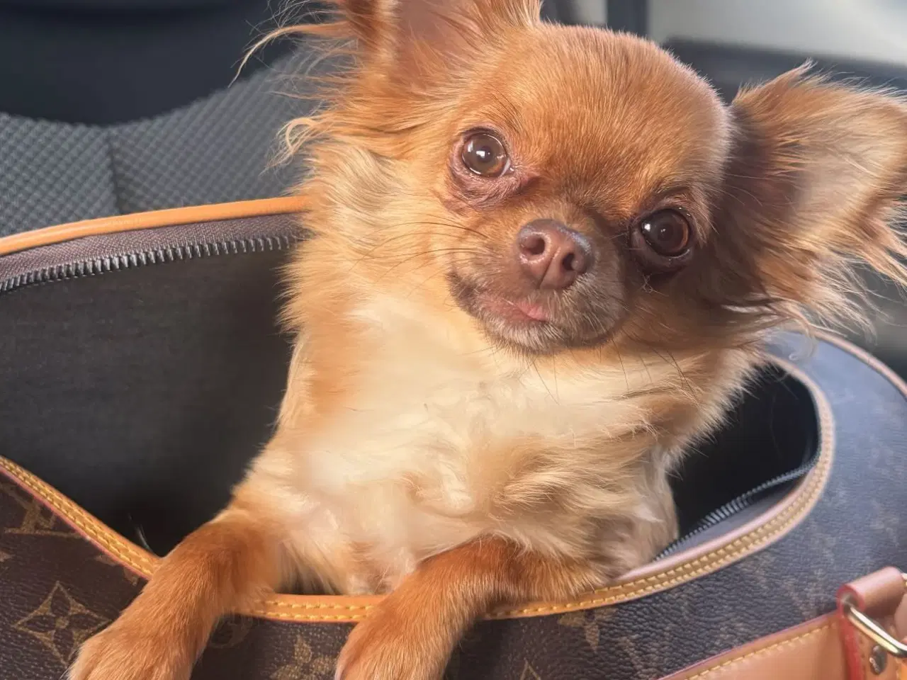 Billede 1 - Kærligt hjem søges til Coco 🐾🐶