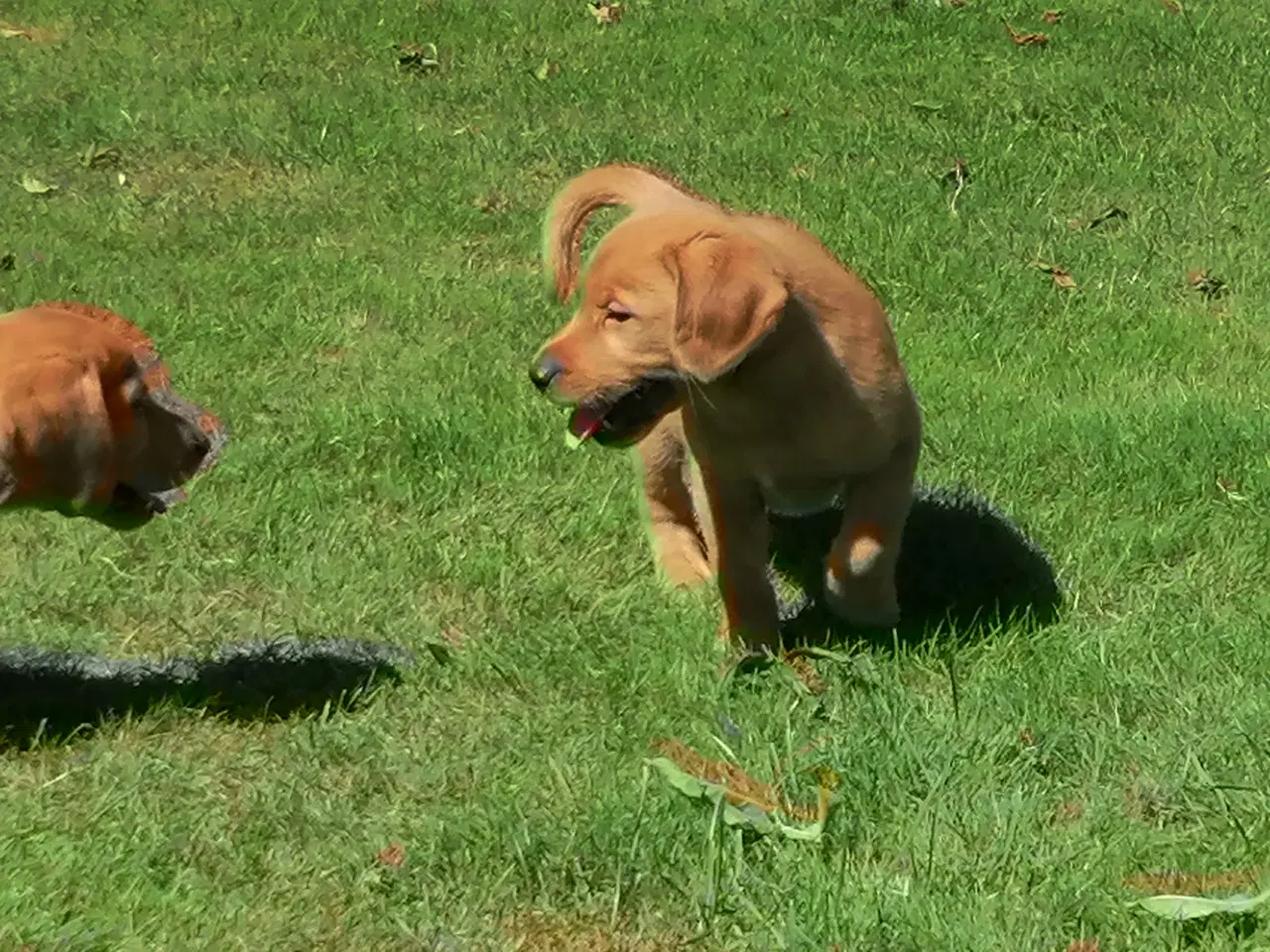 Billede 3 - Red fox Labrador hvalpe sælges