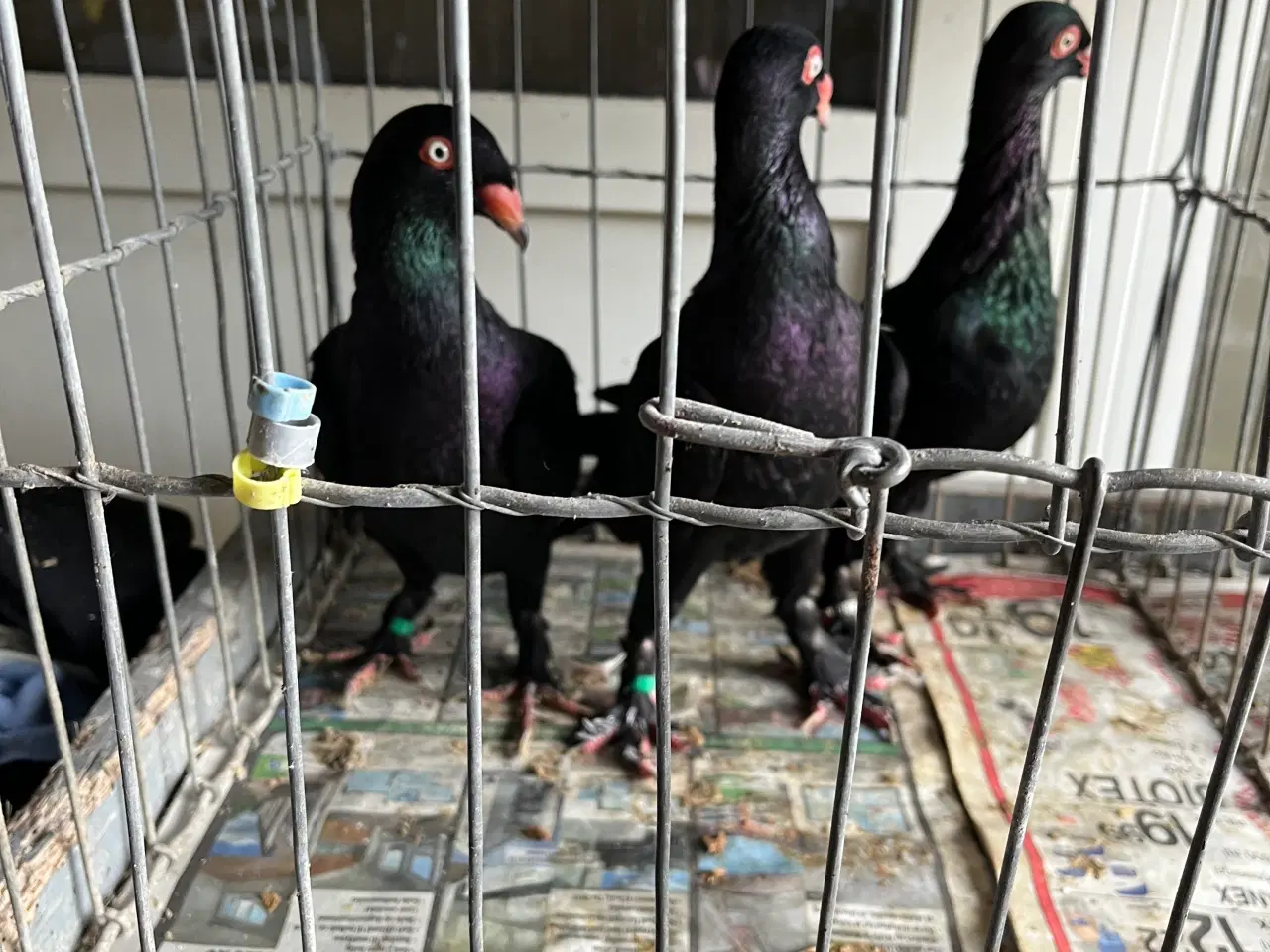 Billede 2 - Race duer 