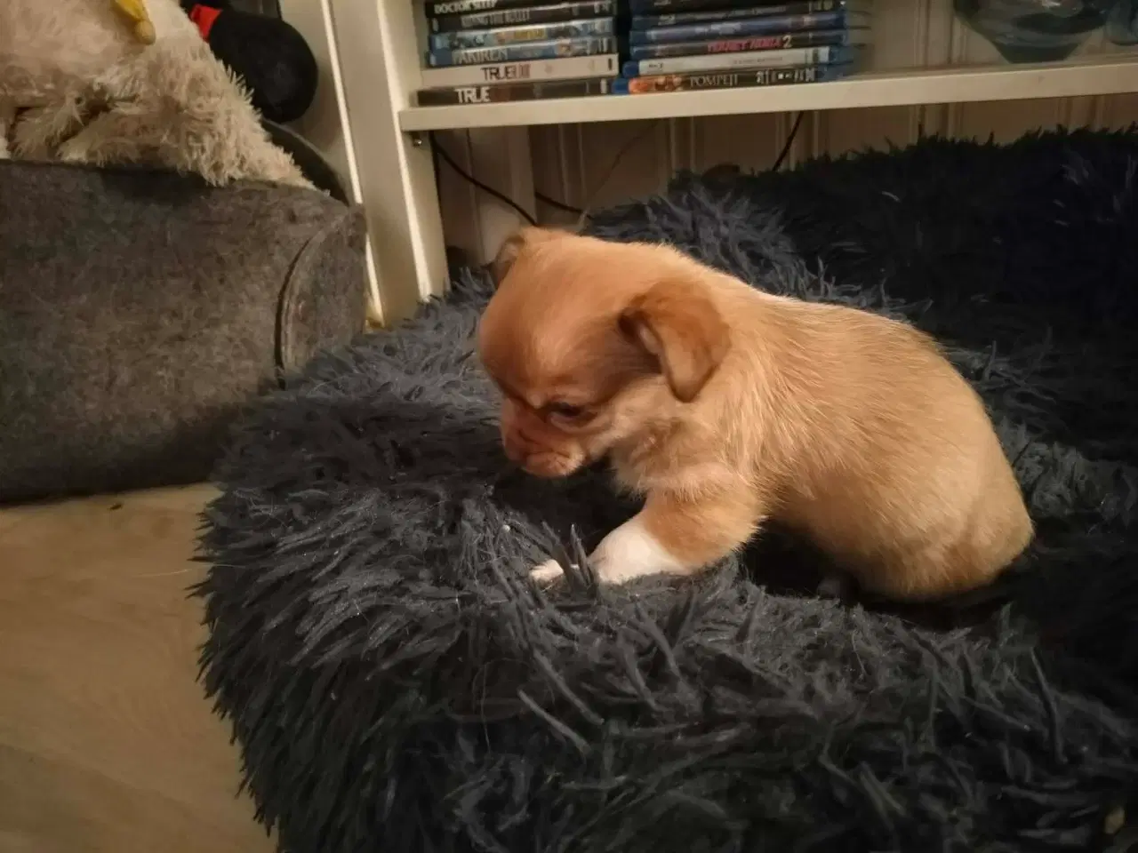 Billede 9 - 5 lækre små Chihuahua hvalpe