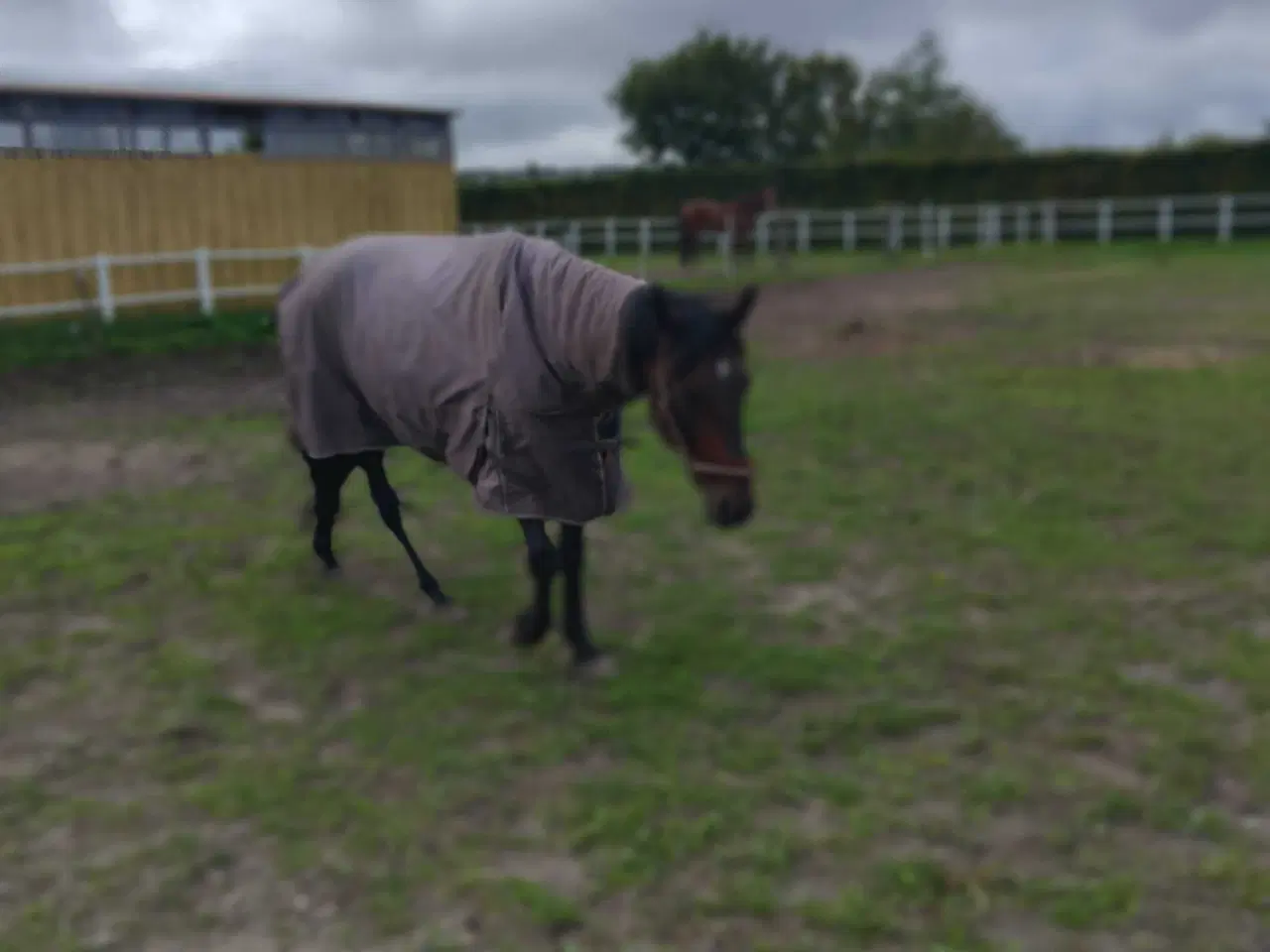 Billede 3 - Min elskede hest Enson